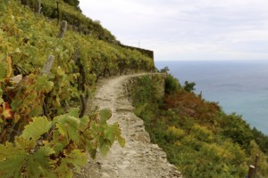 hiking along vineyards   